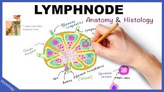 LYMPH NODE Anatomy amp Histology Simplified  Lymphatic System [upl. by Enitram]