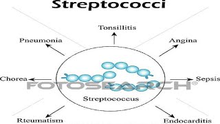 شرح محاضرة الميكرو streptococci اولى تمريض [upl. by Grey]