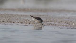 Spoonbilled Sandpiper at Khok Kham Thailand [upl. by Vasti]