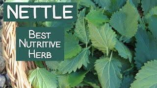 Stinging Nettle A Nutritive Herb and Energizing Tea [upl. by Anirrak]