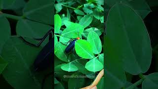 Epicauta Beetle Walking Toxic Insect on Leaves “wildlifemacro macrophotography [upl. by Hasan512]