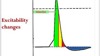 The excitability changes [upl. by Gentille]