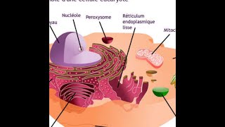 Cours de cytologie [upl. by Anaahs]