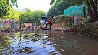 dig a pond to raise fish plant more fruit trees  live off the grid  build a farm [upl. by Lyrpa]