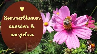 Sommerblumen aussäen amp vorziehen ♥ │Blumen Garten │ Bienenweide [upl. by Naol]