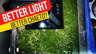 11 Popular Refugium Lights TESTED Super Charge Your Macro Algae With Data [upl. by Zulaledairam877]