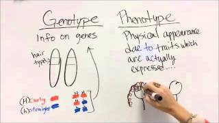 Genotype vs Phenotype [upl. by Berky]