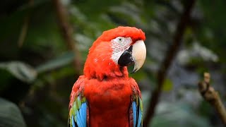 Cinematic view of Majestic Macaw parrots ✨ macaw [upl. by Anilak]