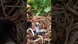 Greater coucal Birds try to pull the snake out [upl. by Aihsi]