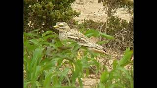 Stone Curlew Sound [upl. by Neirda647]