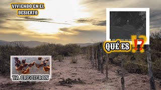 146 ASÍ ESTAN LAS GALLINAS 🐓 ESTO CAPTO LA CAMARA🔥 LUZ O UN OJO❓BROTARON LOS AJOS vlog campo [upl. by Sinnod]