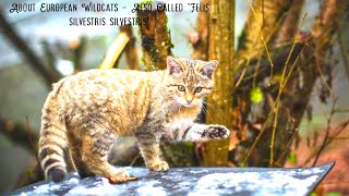 About European Wildcats – Also Called quotFelis silvestris silvestrisquot [upl. by Ynatsed786]