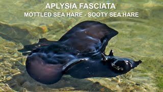 APLYSIA FASCIATA – MOTTLED SEA HARE – SOOTY SEA HARE [upl. by Oznohpla446]