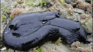 The Black Sea Hare scientific name Aplysia vaccariaUnbelievable creature [upl. by Lusar]