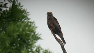 Kania czarna Milvus migrans  Black kite [upl. by Lamahj117]