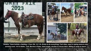 Lot 156  Wildfire Kalona Fall Draft Horse Sale 101723 [upl. by Akiaki]