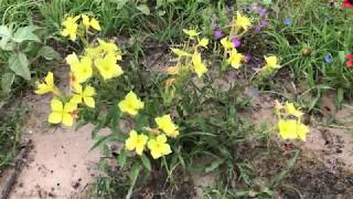 Missouri Evening Primrose Oenothera macrocarpa foraging wild edible plants [upl. by Nolrac]