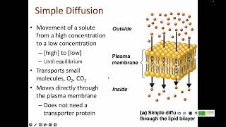 4 3 Prokaryotic Cell Membrane and Internal Structures [upl. by Nairb39]