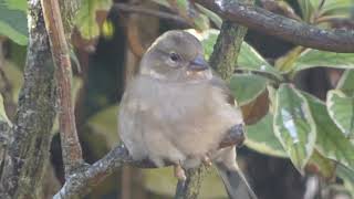 Mrs Chaffinch I know its Windy Where is Everyone [upl. by Ellinger]