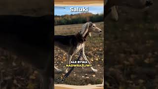 Saluki🗿 saluki owczarek psy pies dog dogs doberman shorts chart greyhound greyhounds [upl. by Airat183]