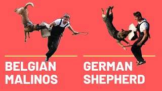 Malinois vs German Shepherd elite working dogs Schutzhund seminar in Brazil with Viorel Scinteie [upl. by Nesilla]