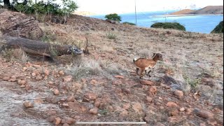 Komodo dragons hunt😱😱😱🐐🐐🐐🐓 [upl. by Nanette]