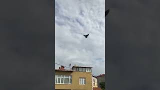 Gelişe Taban Takla Bekleyen Bir Tek Ben miyim güvercin oyunkuşu pigeon [upl. by Karon934]