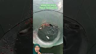 MENJARING IKAN PAKAI SEMANGKA fish fishing experiment amazingfacts [upl. by Eesdnil]