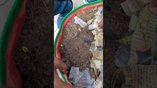 Try this method to germinate all the seeds  mulching [upl. by Oidiple]