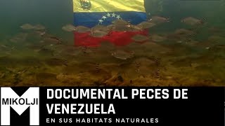 DOCUMENTAL PECES DE VENEZUELA [upl. by Yelnet883]