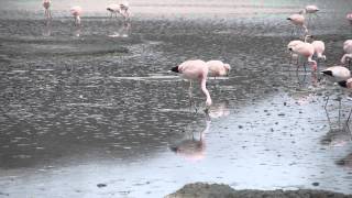 Pink Flamingos in Lake in Andies Salar de Uyuni Bolivia [upl. by Thay877]