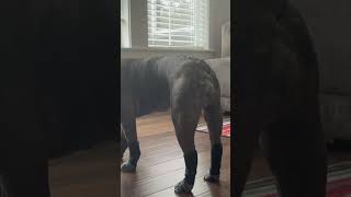 First steps with grippy socks funny cute puppy bulldog [upl. by Melville174]