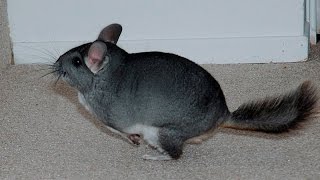 Chinchilla jumping and running fast Chinchilla play time Funny animals compilation [upl. by Kcirret]