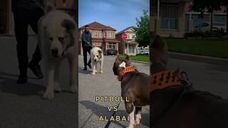 Pitbull vs Alabai Power Showdown viral shortvideo [upl. by Markowitz510]