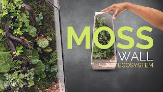 How to make a moss wall ecosystem In depth closed terrarium tutorial [upl. by Roxine]