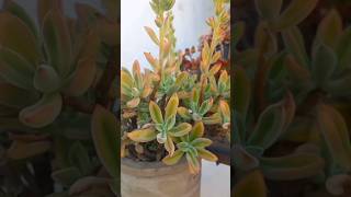 Echeveria Pulvinata  How To Grow Succulents echeveria succulents [upl. by Finny]