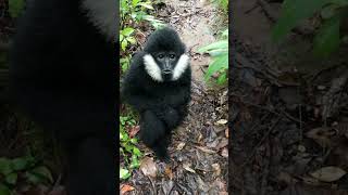 GIBBONS MUMBLING gibbon gibbons cute wildlife comedy funny funnyanimal shorts mumble [upl. by Southworth]