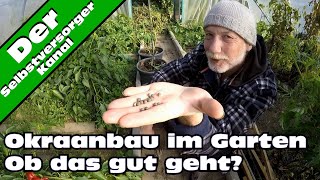 Okraanbau im Garten Ein voller Erfolg [upl. by Weywadt]