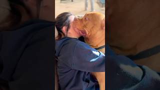 BULLY KISSES AND SLOBBER americanbully pitbull shortvideo [upl. by Duleba427]