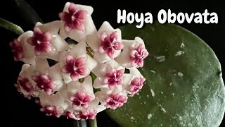 Hoya Obovata First Bloom And Care [upl. by Eirovi186]