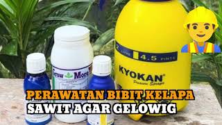 PERAWATAN BIBIT KELAPA SAWIT AGAR GLOWING [upl. by Krasner]