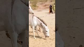 youtubeshorts animals donkey shortclips shortfilms [upl. by Nylirrehs]