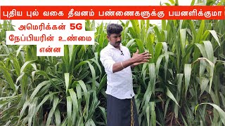 American 5G Napier grass உண்மை என்ன [upl. by Annawd722]