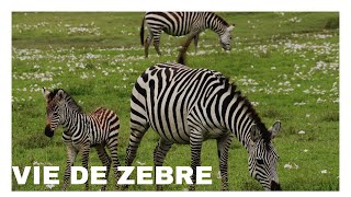 ZEBRA LE ZEBRE DANS LA SAVANE [upl. by Eizus]