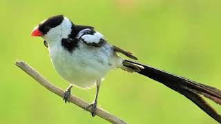 Birding in Singapore Pintailed Whydah courtship dance [upl. by Asseralc]