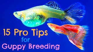 Guppy Fish Breeding 15 Pro Tips You Need to Know [upl. by Fernando]