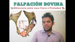 Palpación Bovina [upl. by Llenral183]