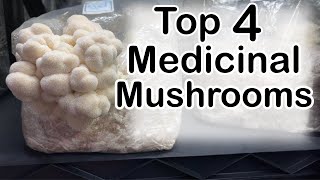 Make Money Growing These Top 4 Medicinal Mushrooms at Home [upl. by Varhol]