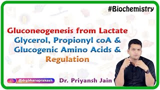 Gluconeogenesis from lactate glycerol propionyl coA and glucogenic amino acids and Regulation [upl. by Sherwood71]