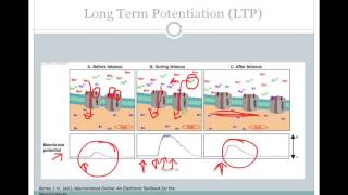 SJSU Neurophysiology  Lecture 8  Synaptic Plasticity [upl. by Echo]